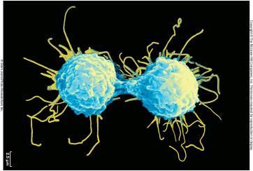 Models of DNA replication: conservative, semiconservative, dispersive