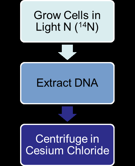 Experimental setup and predictions for DNA replication models