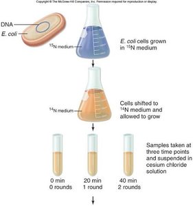 Results of Meselson-Stahl experiment