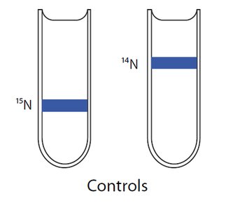 Conclusion of DNA replication models