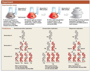 Semiconservative replication: parent, separation, daughter molecules