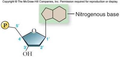 Structure of a nucleotide showing phosphate, sugar, and nitrogenous base