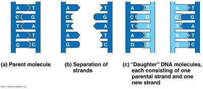 Replication bubbles and forks in prokaryotic and eukaryotic chromosomes