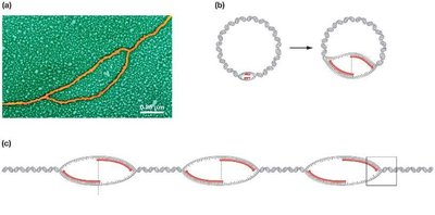 Electron micrograph and diagrams of replication bubbles