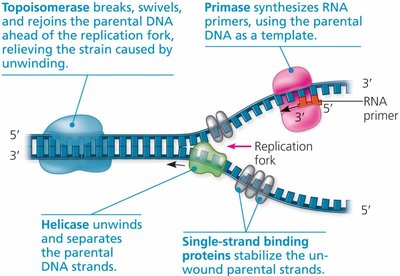 Replication fork with helicase, primase, topoisomerase, and single-strand binding proteins