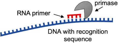 Primase synthesizing RNA primer
