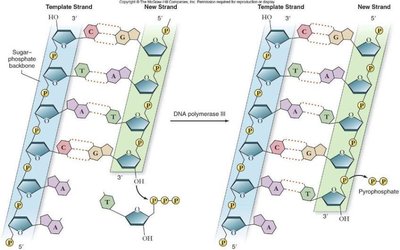 DNA polymerase catalyzing elongation of new DNA strand
