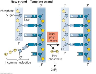 Addition of nucleotides and release of pyrophosphate