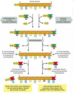 Proofreading and directionality of DNA synthesis