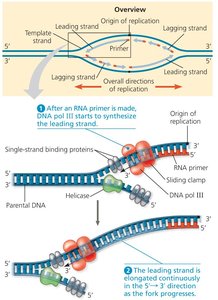 Leading strand synthesis at the replication fork
