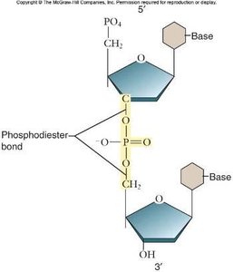 Phosphodiester bond between nucleotides