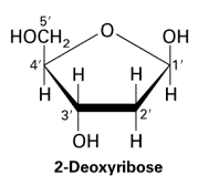 Structure of 2-deoxyribose sugar