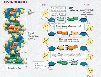 Structural images of DNA double helix and base pairing