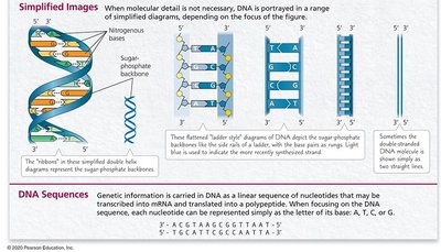 Simplified images of DNA and DNA sequences