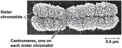 Sister chromatids and centromeres