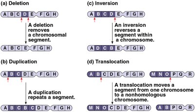 Chromosomal alterations: deletion, duplication, inversion, translocation