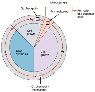 Cell cycle diagram with checkpoints