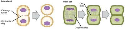 Cytokinesis in animal and plant cells