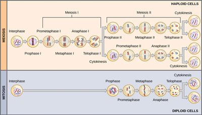 Comparison of meiosis and mitosis