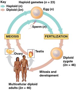 Human life cycle: meiosis and fertilization
