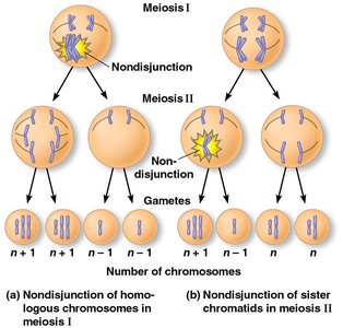 Nondisjunction in meiosis