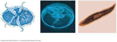 Cnidarian and flatworm body structure