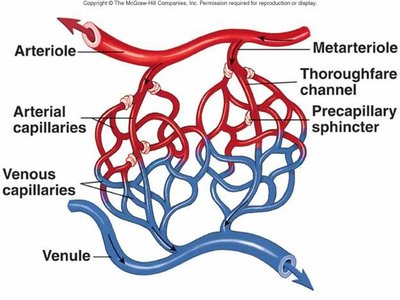 Capillary bed structure and regulation