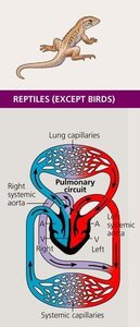 Reptile heart and circulation
