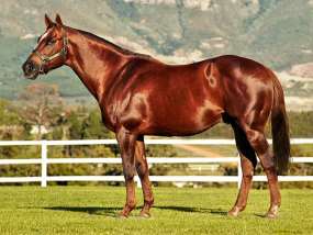 Chestnut horse (recessive trait example)