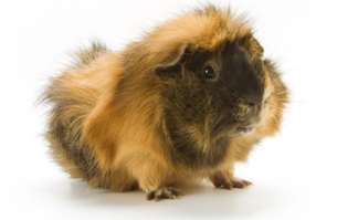 Guinea pig with dominant traits