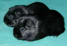 Guinea pigs with black color