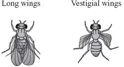 Drosophila with long and vestigial wings
