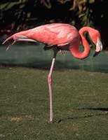 Pink flamingo (diet-dependent color)