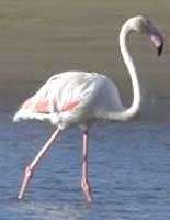 White flamingo (diet-dependent color)