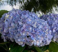 Blue hydrangea (soil chemistry effect)