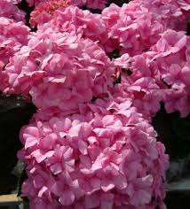 Pink hydrangea (soil chemistry effect)