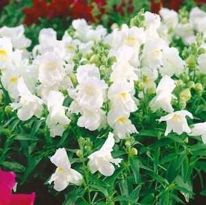 White snapdragon flowers