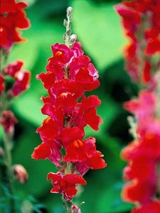 Red snapdragon flowers