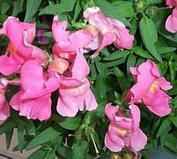 Pink snapdragon flowers (incomplete dominance)
