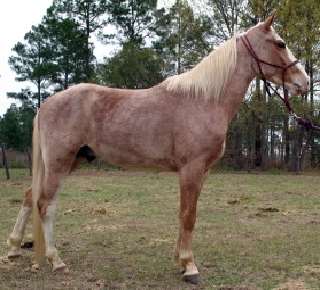 Roan horse (incomplete dominance)