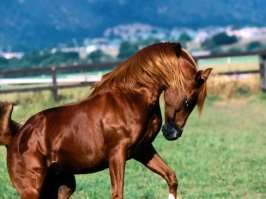 Chestnut horse (parent)
