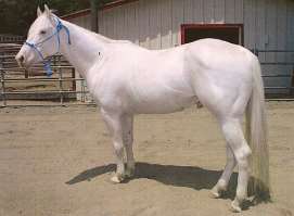 White horse (parent)