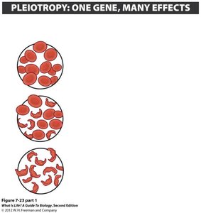 Sickle cell anemia: normal and sickled red blood cells