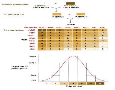 Polygenic inheritance: skin color distribution