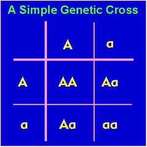 Simple genetic cross Punnett square