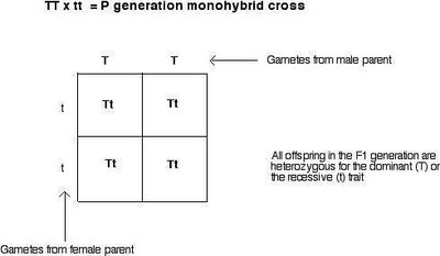 Monohybrid cross Punnett square