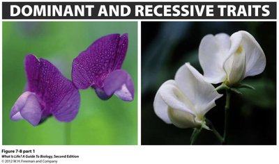 Dominant and recessive pea flower colors