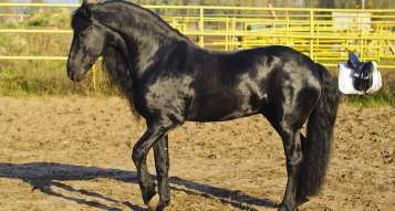 Black horse (dominant trait example)