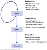 Overview of protein synthesis: DNA to mRNA to protein