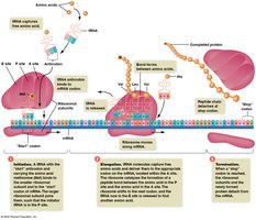 Three stages of translation: initiation, elongation, termination